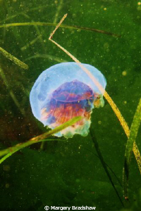 Jelly fish in eel grass, Ft. Weathrill, Jamestown, RI by Margery Bradshaw 
